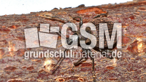 Kompakter Dickmaulrüssler (13).jpg